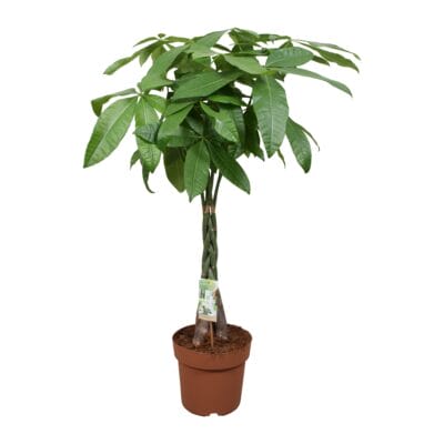 Pachira gevlochten stam – grote kamerplant met – ±120 cm