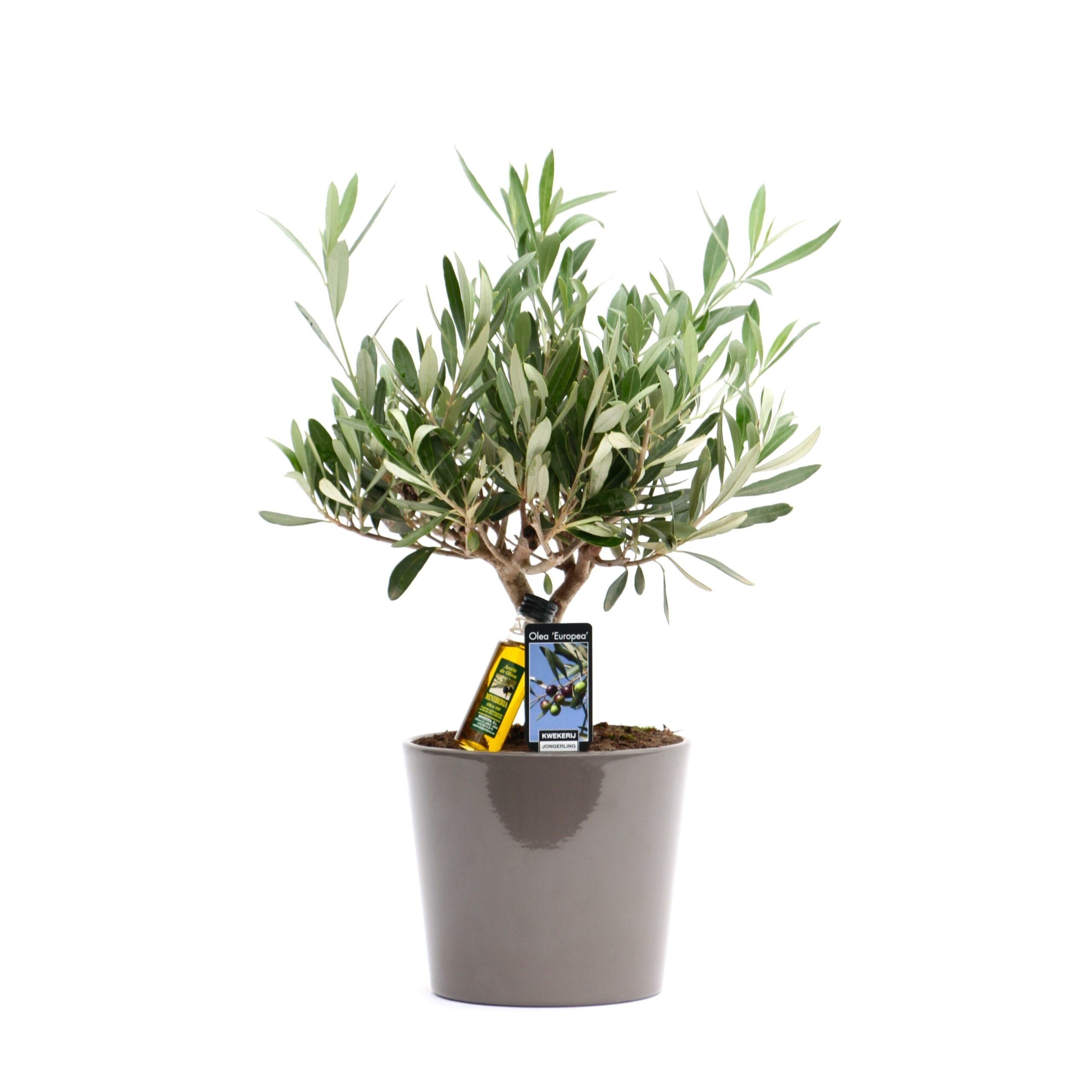 Olea Olijf In Keramiek Roma Taupe ↑ 35 cm ⌀ 16