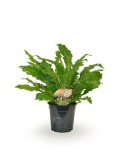 Asplenium Campio ↑ 50 cm ⌀ 17