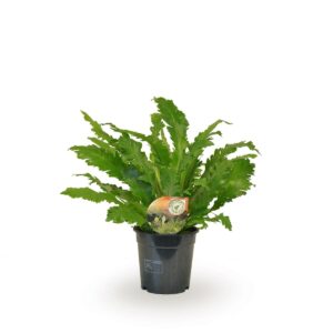 Asplenium 'Campio' – Nestvaren – grote kamernestvaren met golvend blad – ±50 cm