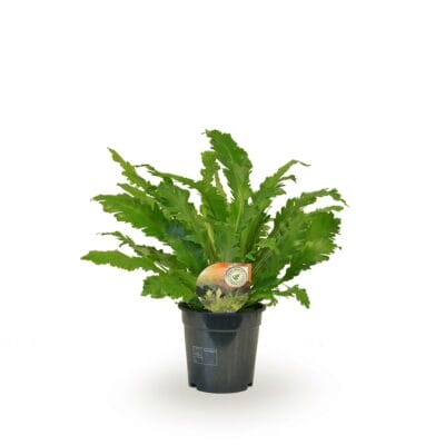 Asplenium 'Campio' – Nestvaren – grote kamernestvaren met golvend blad – ±50 cm