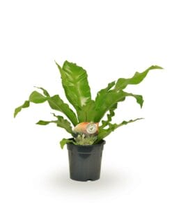 Asplenium Nidus ↑ 60 cm ⌀ 17