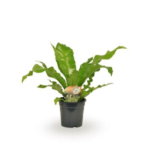 Asplenium – Nestvaren – weelderig tropisch blad voor binnen – ±60 cm