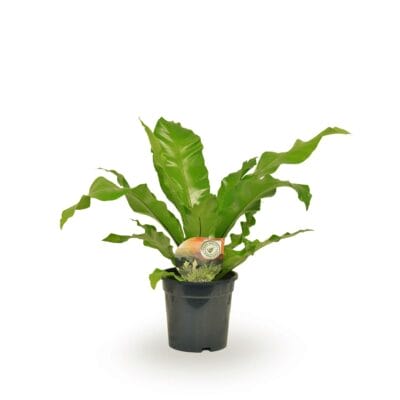 Asplenium – Nestvaren – weelderig tropisch blad voor binnen – ±60 cm
