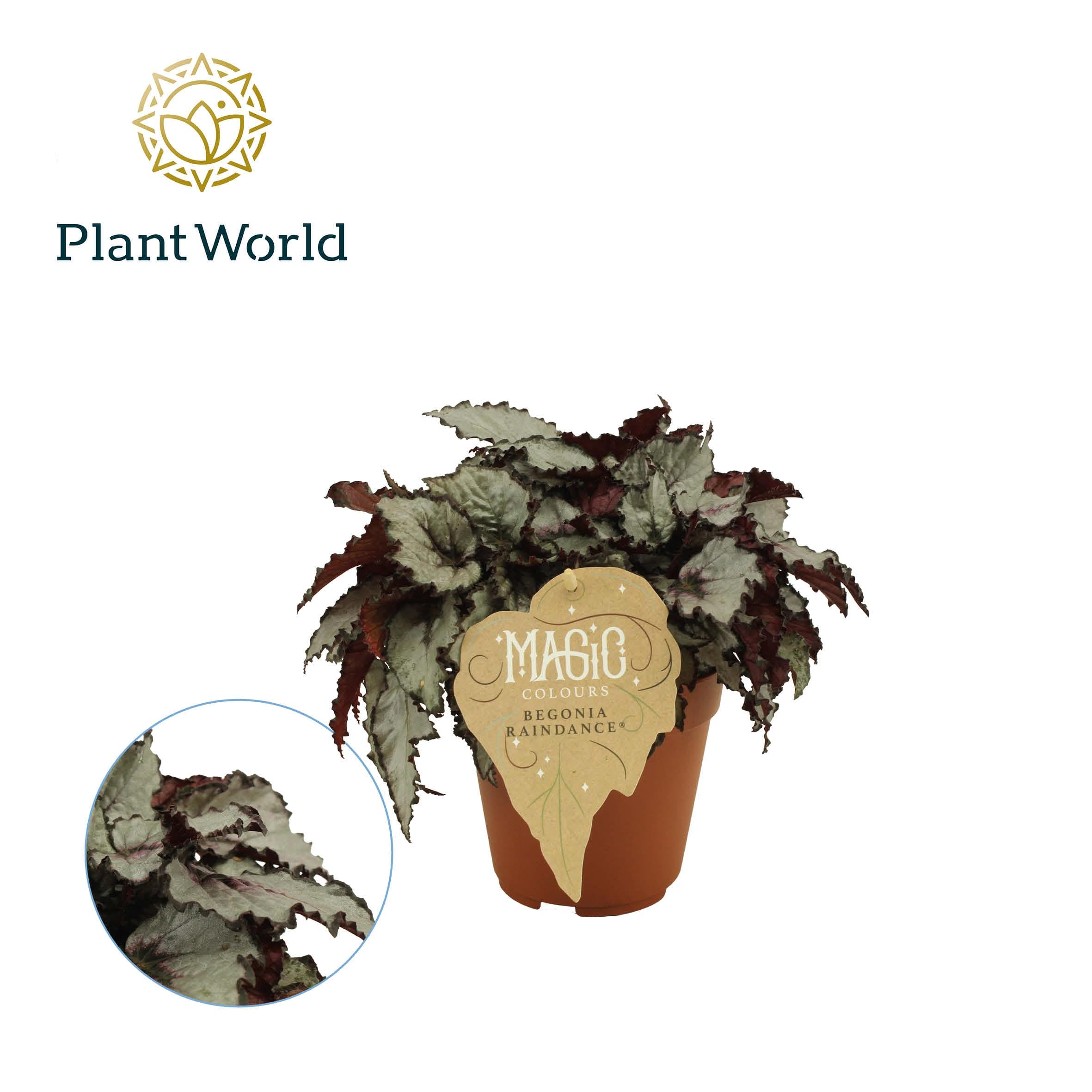 Begonia Rex Raindance ↑ 25 cm ⌀ 12