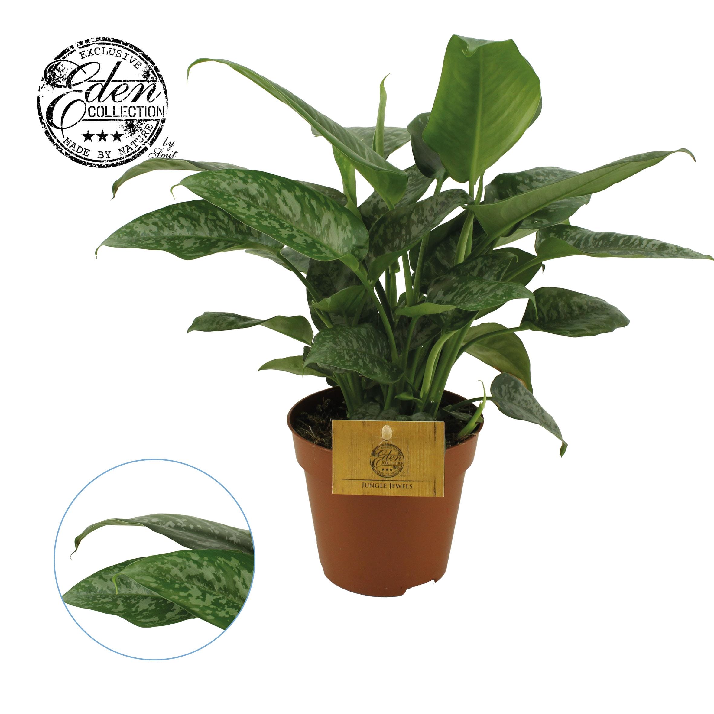 Schismatoglottis Scortechinii ↑ 30 cm ⌀ 12