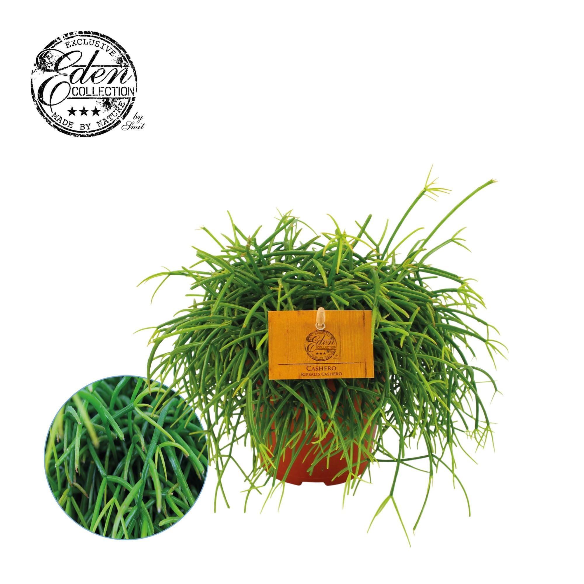 Rhipsalis Cashero ↑ 20 cm ⌀ 12
