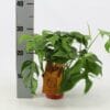 Monstera Minima ↑ 30 cm ⌀ 12