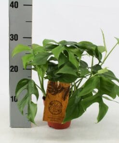 Monstera Minima ↑ 30 cm ⌀ 12