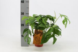 Monstera Minima (Rhaphidophora tetrasperma) – compacte kamerplant – ±30 cm