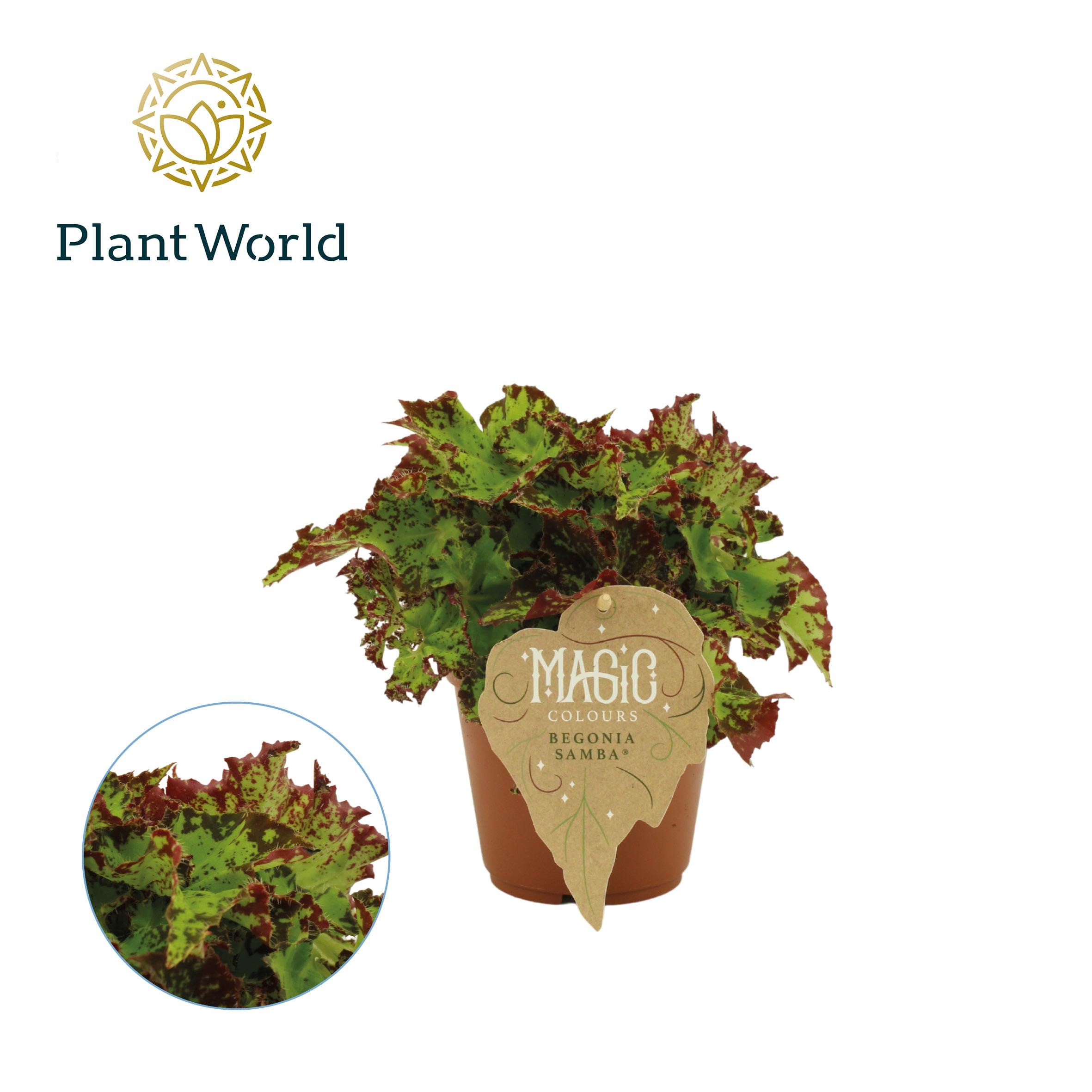 Begonia Rex Samba ↑ 25 cm ⌀ 12