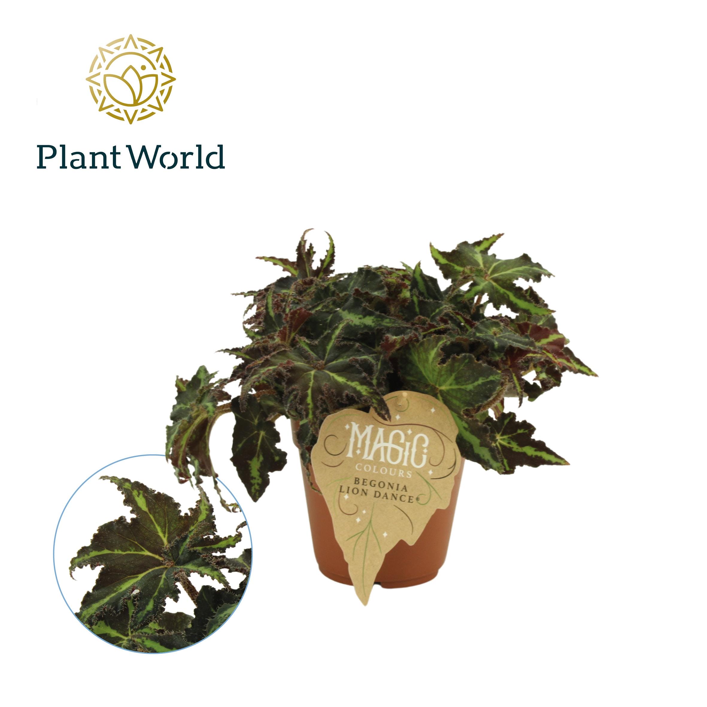 Begonia Rex Lion Dance ↑ 25 cm ⌀ 12