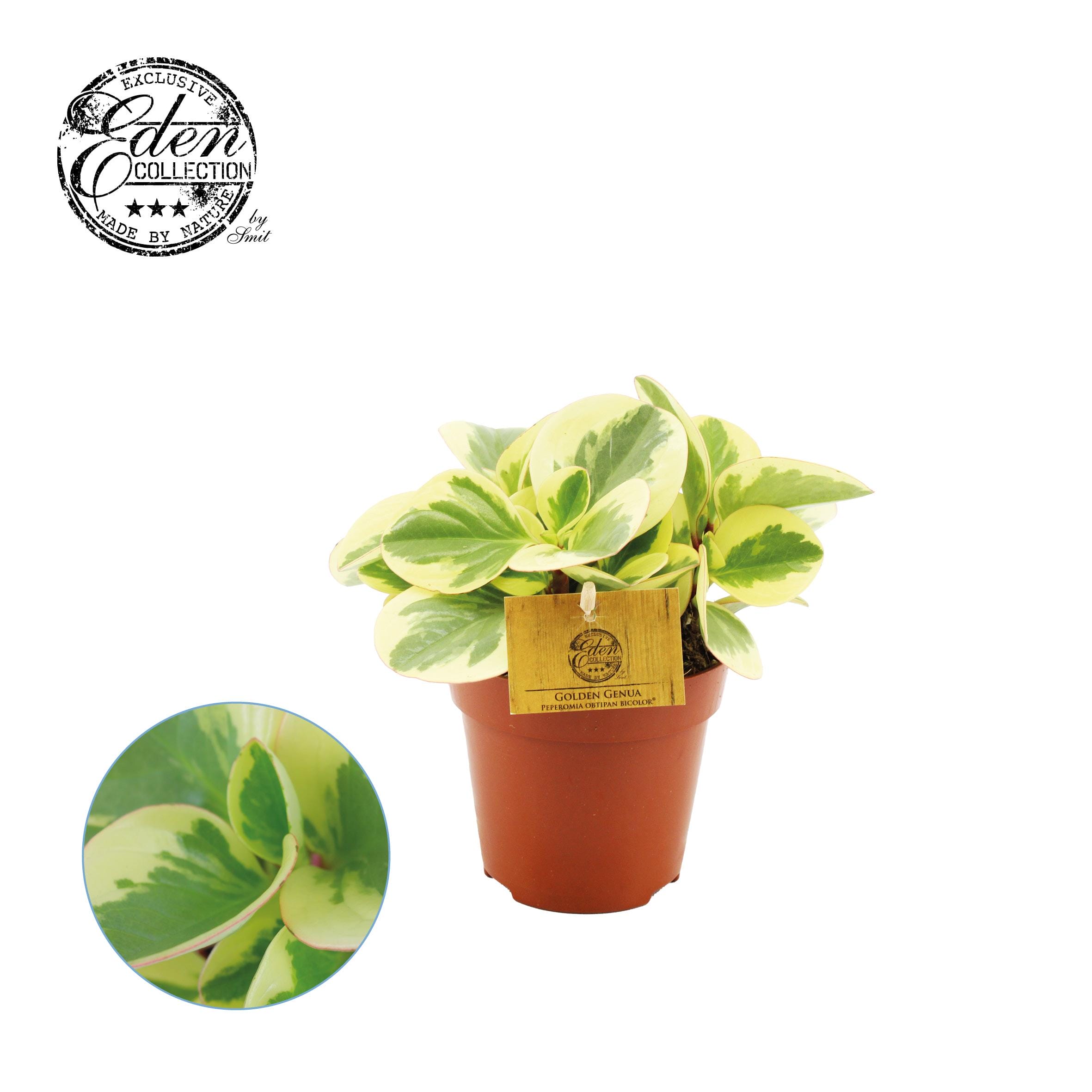 Peperomia Obtipan Bicolor ↑ 20 cm ⌀ 12