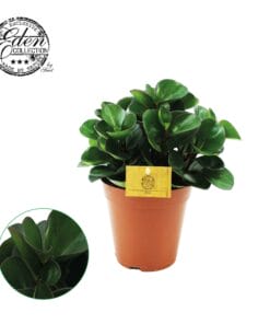 Peperomia Burning Bush ↑ 25 cm ⌀ 15