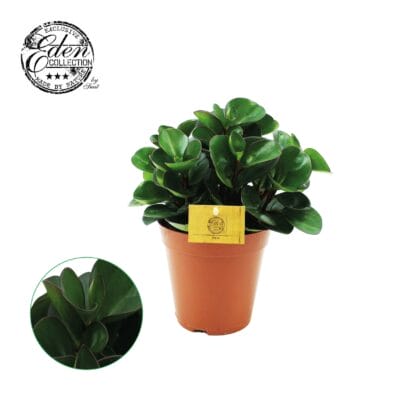 Peperomia Burning Bush – compacte kamerplant met levendige bladeren – ±25 cm