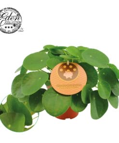 Pilea Peperomioides ↑ 30 cm ⌀ 15