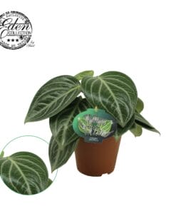 Peperomia Sarcophylla ↑ 25 cm ⌀ 15