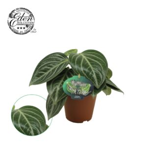 Peperomia Sarcophylla – compacte kamerplant met leerachtig bladpatroon – ±25 cm