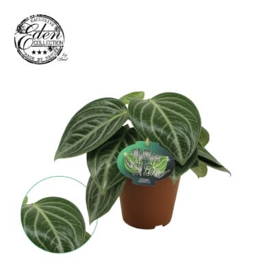 Peperomia Sarcophylla – compacte kamerplant met leerachtig bladpatroon – ±25 cm