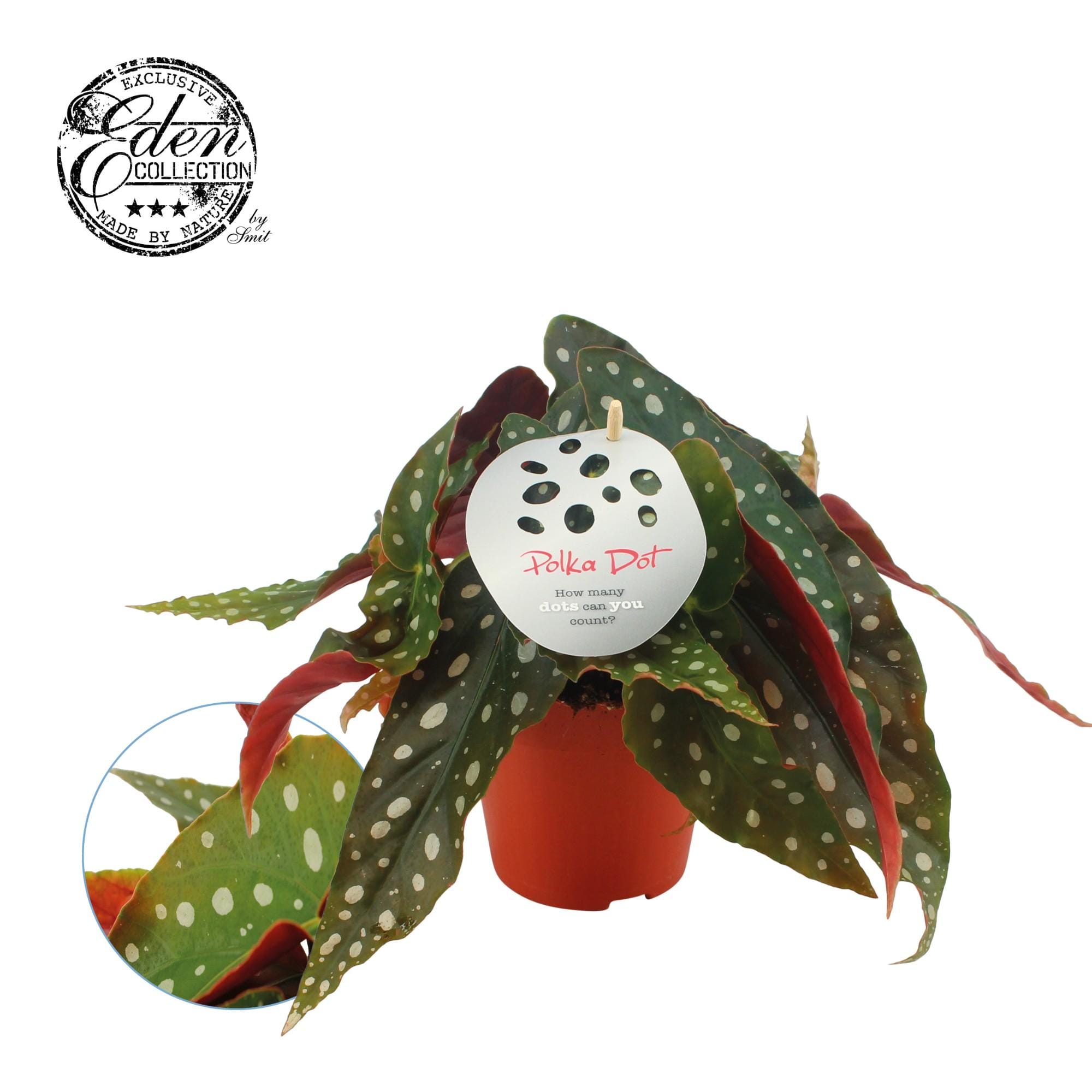 Begonia Maculata ↑ 20 cm ⌀ 12