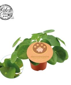 Pilea Peperomioides ↑ 20 cm ⌀ 12