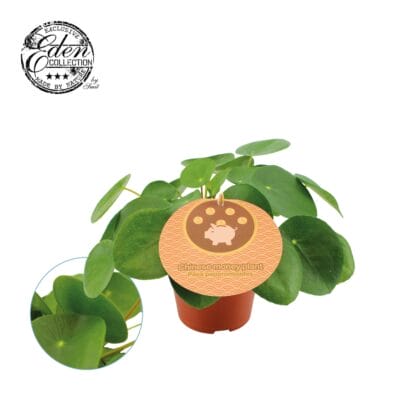 Pannenkoekenplant (Pilea peperomioides) – makkelijk te stekken – ±20 cm