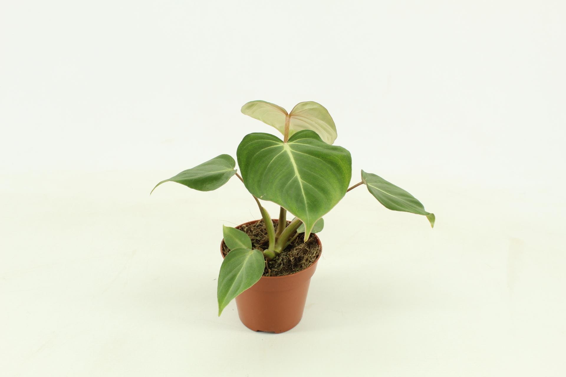 Philodendron Gloriosum ↑ 30 cm ⌀ 12