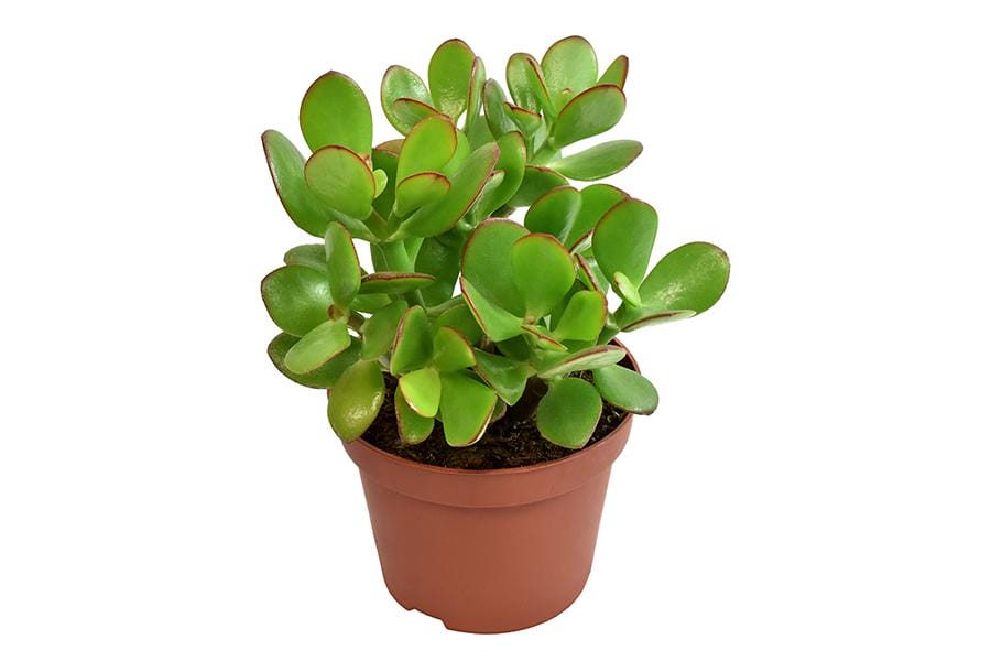 Crassula Ovata ↑ 15 cm ⌀ 10,5