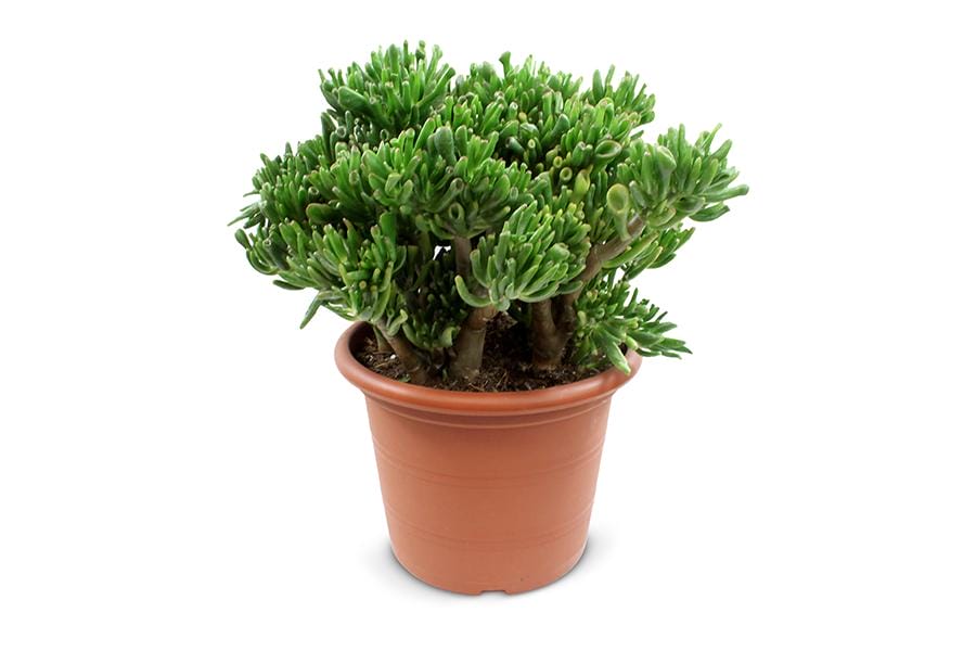 Crassula Hobbit ↑ 50 cm ⌀ 30