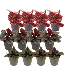 12X Peperomia Mix