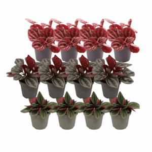 Peperomia Mix – set van 12 kamerplanten in drie varianten – 12 stuks, 3 varianten