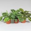 Maranta Leuconeura 'Fascinator' Mix 3 Soorten ↑ 30 cm