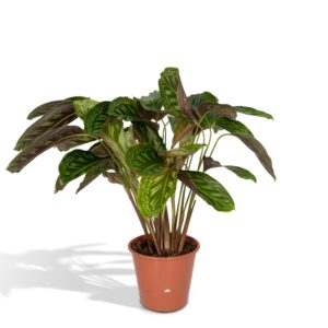 Calathea Flamestar – kamerplant die 's nachts zijn bladeren sluit – ±75 cm