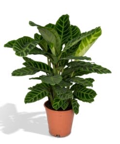 Calathea Zebrina ↑ 90 cm ⌀ 19