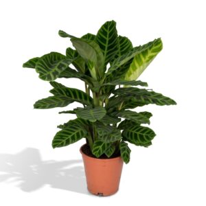 Calathea Zebrina – beweegt mee met het daglicht – ±90 cm