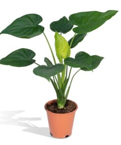 Alocasia Cucullata ↑ 55 cm ⌀ 19