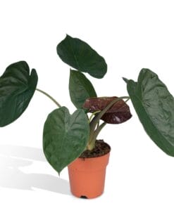 Alocasia Wentii ↑ 70 cm ⌀ 19