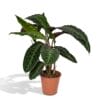 Calathea Warscewiczii ↑ 70 cm ⌀ 19