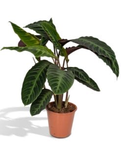 Calathea Warscewiczii ↑ 70 cm ⌀ 19