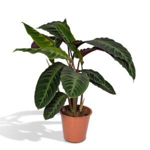 Calathea Warscewiczii – beweeglijk blad dat opent en sluit – ±70 cm