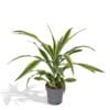 Dracaena Fragrans Lemon Lime ↑ 40 cm ⌀ 17