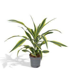 Dracaena Lemon Lime – sierlijk gestreept blad in geel en groen – ±40 cm
