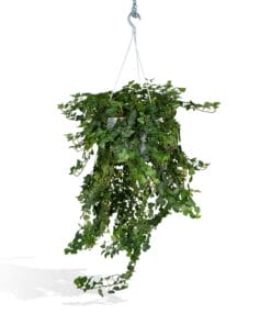 Hedera Helix Wonder ↑ 70 cm ⌀ 24
