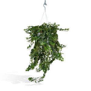 Hedera Helix Wonder ↑ 70 cm ⌀ 24
