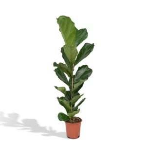 Ficus Lyrata ↑ 100 cm ⌀ 21