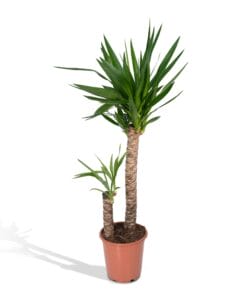 Yucca Elephantipes ↑ 100 cm ⌀ 21