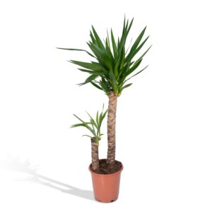 Yucca Elephantipes ↑ 100 cm ⌀ 21