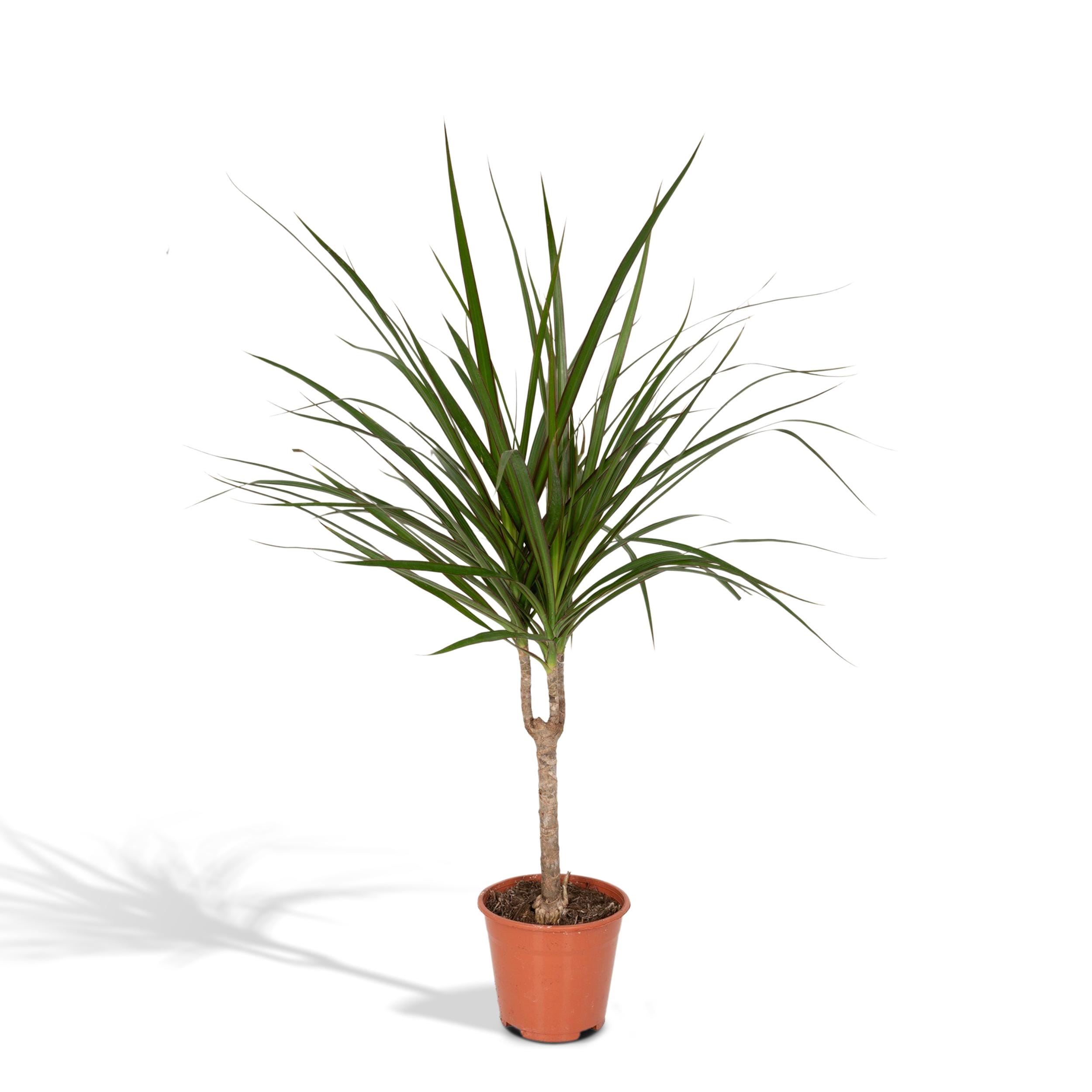 Dracaena Marginata ↑ 115 cm ⌀ 21 - Afbeelding 9