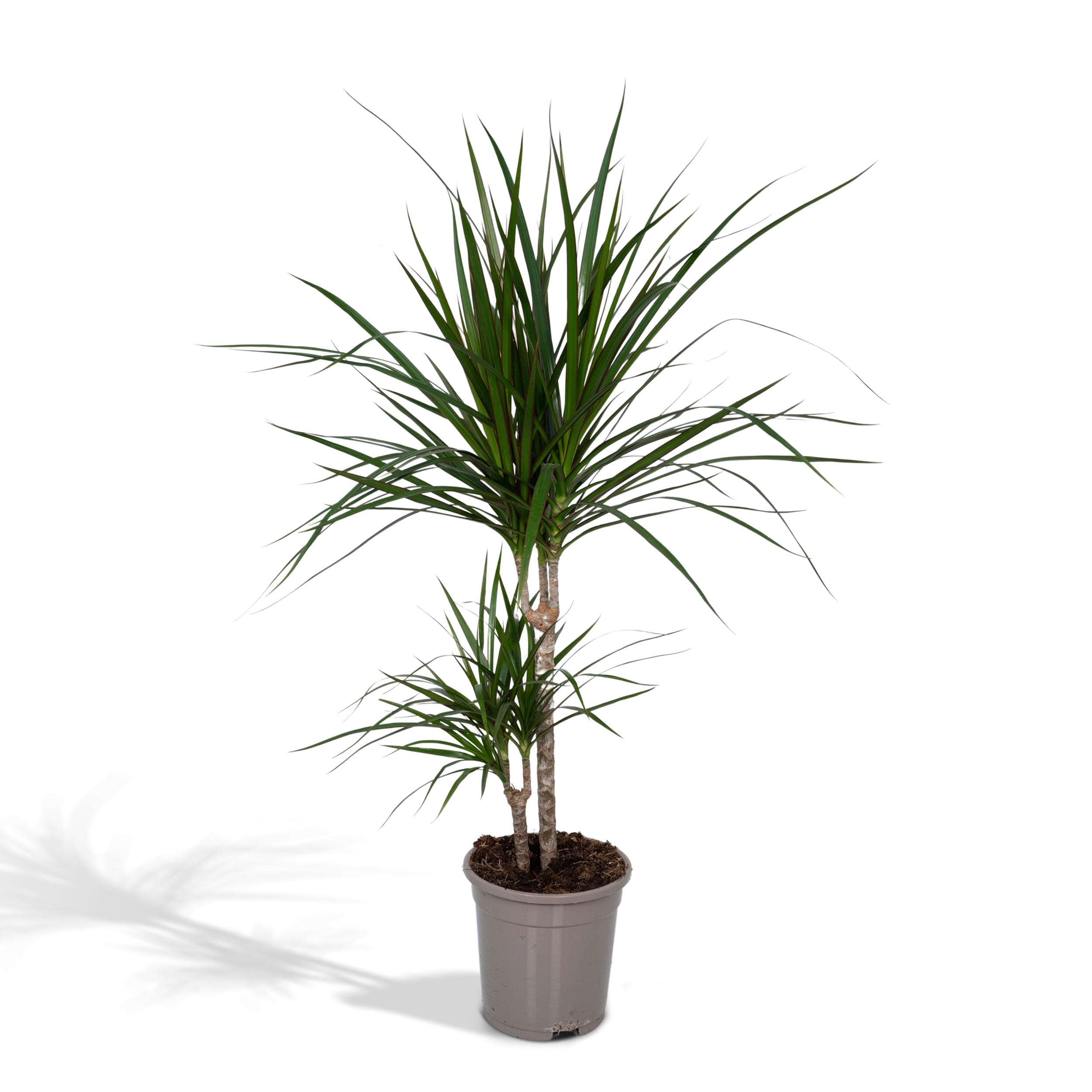 Dracaena Marginata ↑ 115 cm ⌀ 21 - Afbeelding 10