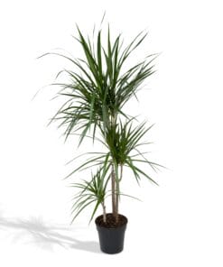 Dracaena Marginata ↑ 115 cm ⌀ 21